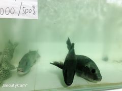 -海盗餐厅