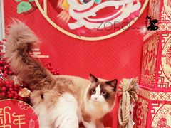 -佐罗家宠物馆·猫文化馆(紫霞路店)