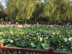 -莲花池公园