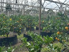 -前小桔亲子创意农场·草莓采摘·露营烧烤