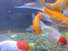 -华夏良子·足道SPA艾灸(王府井店)
