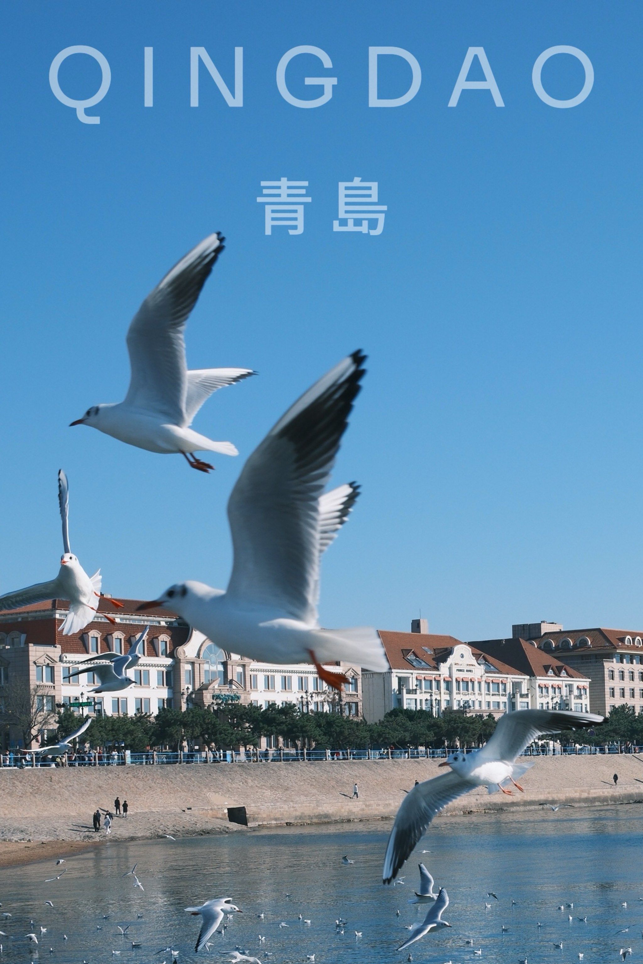 青岛冬日打卡!蓝天大海和海鸥的浪漫瞬间