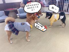 -逗柴咖啡屋·狗咖猫咖宠物桌游