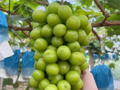 -马陆小张葡萄园农家乐