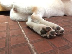 -柴犬高等学院·狗咖·柴犬售卖·宠物训练