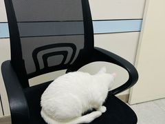 -中农国际动物医院24小时·猫科·骨科·急重症中心