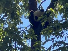 -中国大熊猫保护研究中心雅安碧峰峡基地