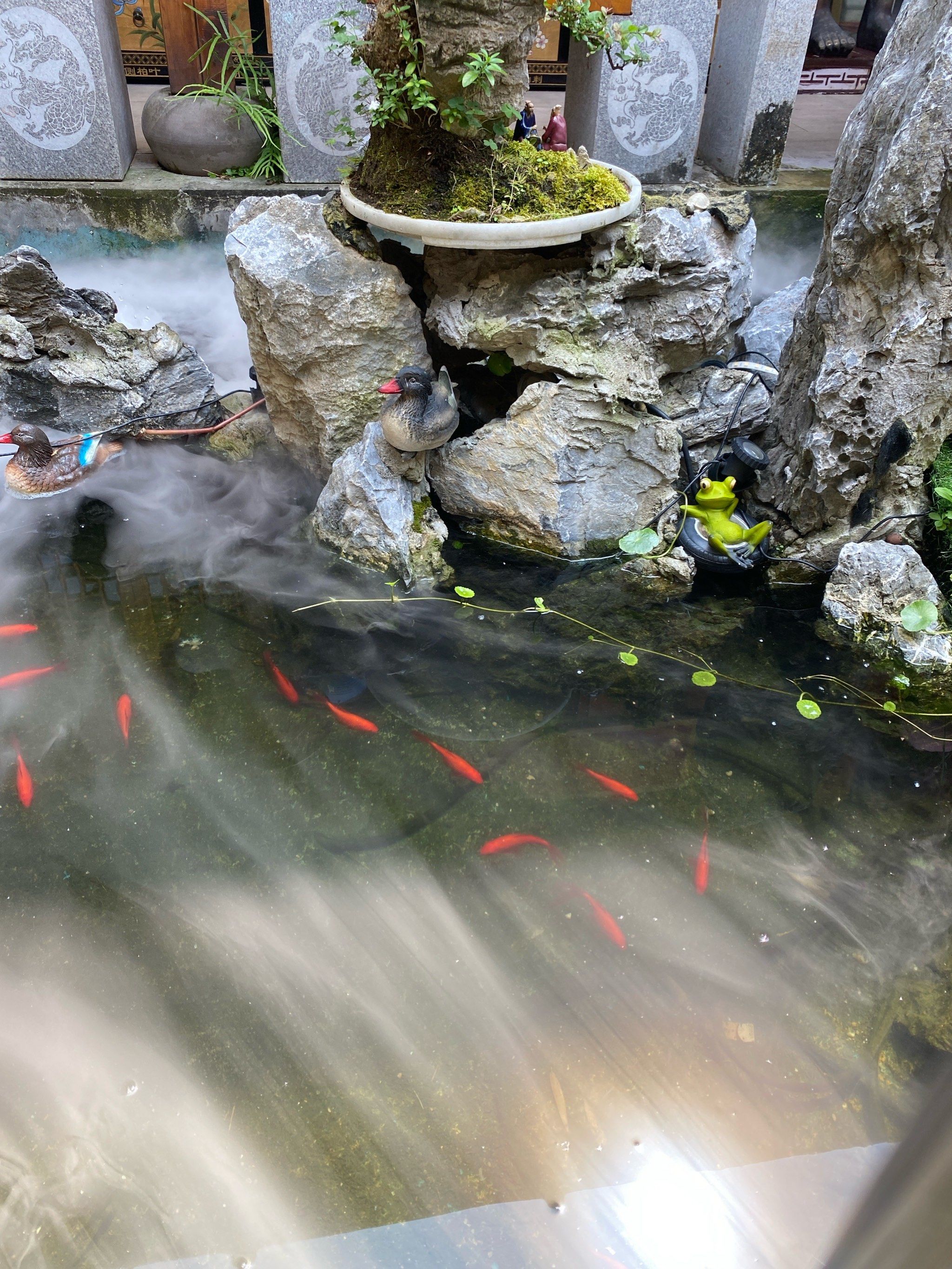 中医药馆院子里布置的小鱼塘