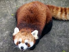 -昆明动物园