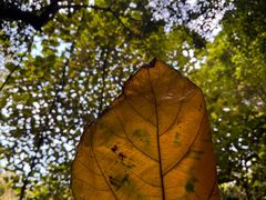 -南宁良凤江国家森林公园