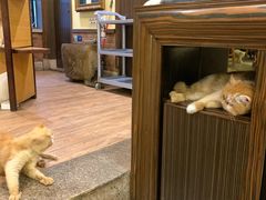 -more than meow吴止猫主题餐厅(承德 中船汇店)