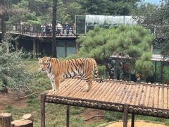 -云南野生动物园