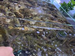 -聚盛源蒸汽海鲜火锅烤肉自助(巨川金海岸购物广场店)