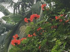 -中国科学院西双版纳热带植物园