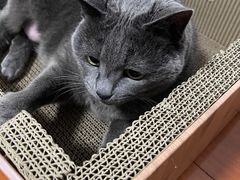 -关爱宠物医院·猫科中心·消化科(滨湖万达分院)