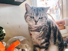 -海边的猫和咖啡馆