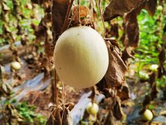 -万源龙顺度假庄园生态观光园