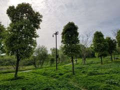 -盘龙城国家考古遗址公园