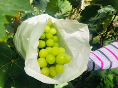 -马陆小张葡萄园农家乐