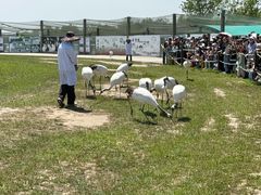 -盐城丹顶鹤湿地生态旅游区