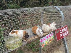 -清境桃源