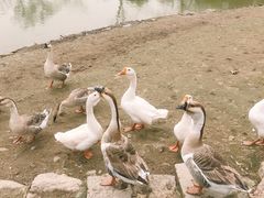 -上海海湾国家森林公园