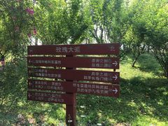 -鹅湖玫瑰文化园