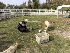 -前小桔亲子创意农场·草莓采摘·露营烧烤