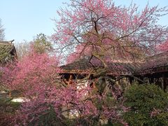 -杭州植物园