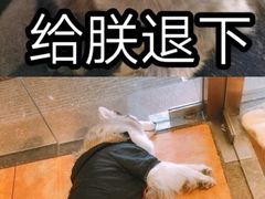 -more than meow吴止猫主题餐厅(承德 中船汇店)
