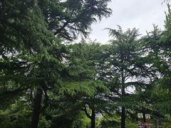 -西苑公园