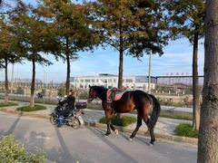 -上海长兴岛郊野公园