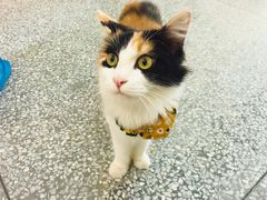 -绒爪撸猫下午茶·猫咖