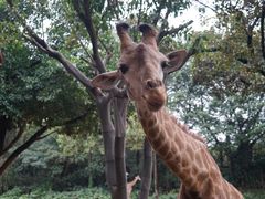 -广州长隆野生动物世界