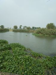 -水八仙生态园