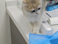 -喜多萌中农锦绣动物医院24H·猫科·牙科MRI·CT