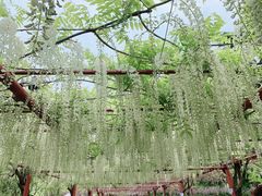 -嘉定紫藤园