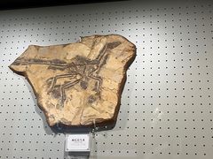 -辽宁古生物博物馆