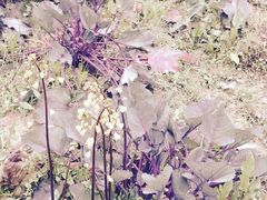 -韶山毛泽东同志故居