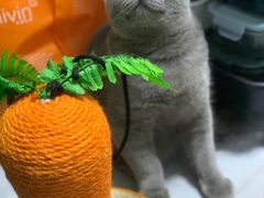 -猫宠乐园·专业洗护