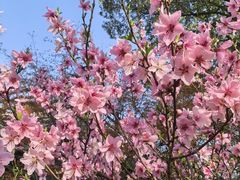 -金鸡湖桃花岛