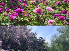-洛阳市隋唐城遗址植物园