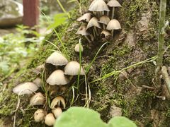 -秦岭终南山世界地质公园翠华山景区