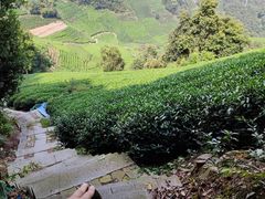-午潮山国家森林公园