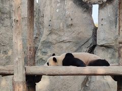 -上海野生动物园
