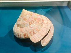 -青岛贝壳博物馆