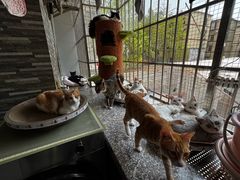 -宠物星动物医院·眼科·异宠·猫科(江南大道总院)