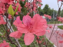 -武汉园博园(武汉自然博物馆)