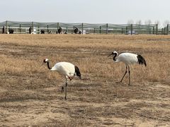 -盐城丹顶鹤湿地生态旅游区