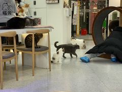 -喵园·猫主题咖啡厅·撸猫·猫咖(国贸店)